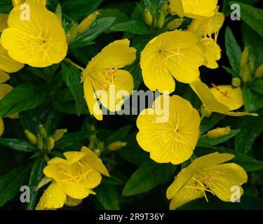 Gewöhnliche Abendblumen, Oenothera biennis, die in einem Garten in Speculator, NY, USA wachsen Stockfoto