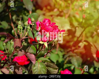 Strauchrose „Deep Impression“ blüht mit großer, vollständig doppelter, tiefroter Blume in einem Garten am Sommertag. Stockfoto