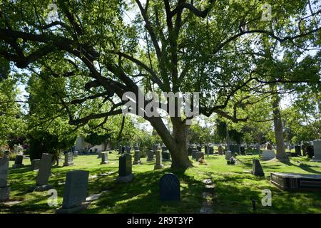 Los Angeles, Kalifornien, USA 24. Juni 2023 Baum auf dem Hollywood Forever Cemetery am 24. Juni 2023 in Los Angeles, Kalifornien, USA. Foto: Barry King/Alamy Stock Photo Stockfoto