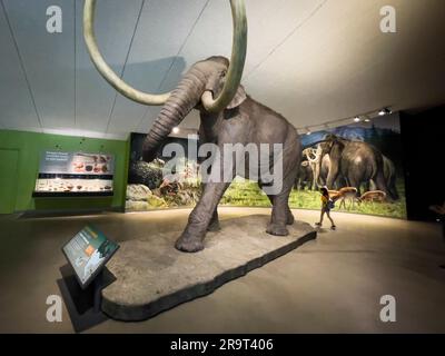 Fax eines kolumbianischen Mammoth, La Brea Tar Pits Museum, Los Angeles, Kalifornien, USA. Stockfoto