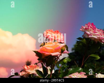 2 Farben Weiß und Pink Rosa Peace in Blüte. Rosa „Gloria Dei“ Stockfoto