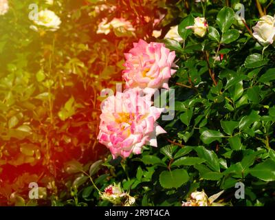 2 Farben Weiß und Pink Rosa Peace in Blüte. Rosa „Gloria Dei“ Stockfoto