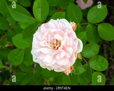 2 Farben Weiß und Pink Rosa Peace in Blüte. Rosa „Gloria Dei“ Stockfoto