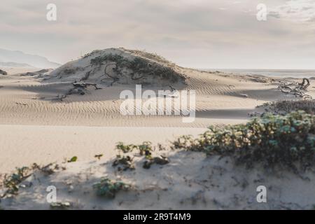 Sanddünen mit trockenen Pflanzen, Bergen und bewölktem Himmel im Hintergrund, Kalifornien Stockfoto