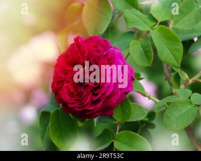 Nahaufnahme der Morgentau bedeckten Blume von Rose „Munstead Wood“ Ausbernard mit Hintergrundbeleuchtung im Morgenlicht an der Gartengrenze eines englischen Landhauses. Rosenlila Lodge. Stockfoto