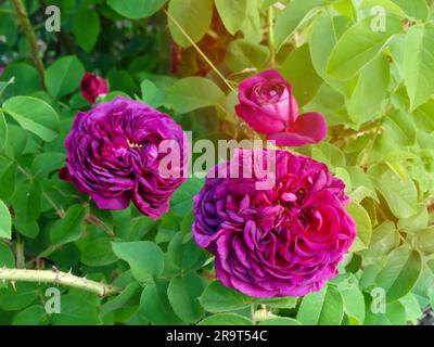 Nahaufnahme der Morgentau bedeckten Blume von Rose „Munstead Wood“ Ausbernard mit Hintergrundbeleuchtung im Morgenlicht an der Gartengrenze eines englischen Landhauses. Rosenlila Lodge. Stockfoto