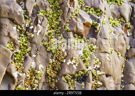 Acorn Barnacles, auch Felsenbarnacles genannt, oder Sessile Barnacles, symmetrische Muscheln, die an Felsen in Avila Beach, Kalifornien, befestigt sind Stockfoto