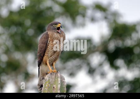 Straßenfalke (Rupornis magnirostris) schreiend hoch oben auf einem Kaktus Stockfoto