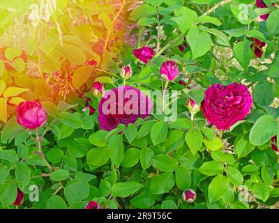 Nahaufnahme der Morgentau bedeckten Blume von Rose „Munstead Wood“ Ausbernard mit Hintergrundbeleuchtung im Morgenlicht an der Gartengrenze eines englischen Landhauses. Rosenlila Lodge. Stockfoto