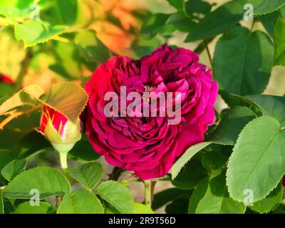 Nahaufnahme der Morgentau bedeckten Blume von Rose „Munstead Wood“ Ausbernard mit Hintergrundbeleuchtung im Morgenlicht an der Gartengrenze eines englischen Landhauses. Rosenlila Lodge. Stockfoto