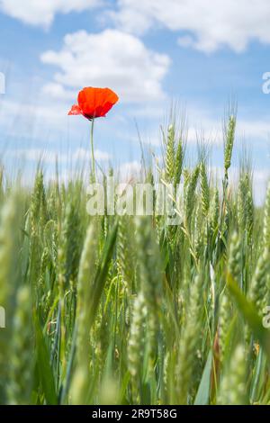 Ein einsamer Mohn ragt über den Ohren des grünen Weizens hervor, im Hintergrund ein blauer Himmel mit Wolken, vertikal Stockfoto