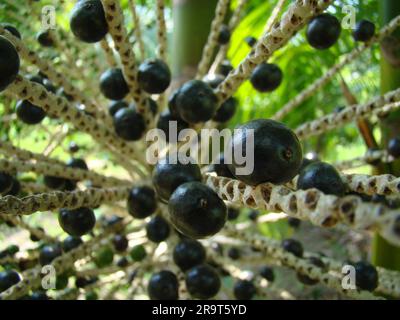 Eine Nahaufnahme reifer acai-Früchte, die auf Zweigen wachsen Stockfoto