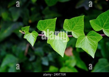 Isolierte Efeu-Rebe auf dunklem, weichem Blumenhintergrund. Stockfoto