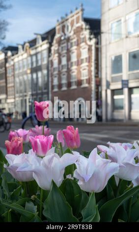 Rosa Tulpen blühen in Amsterdam Stockfoto