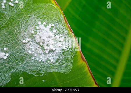 Pflanzenblatt mit einer Kolonie von Insekten, wollige Blattläuse (Eriosomatinae), Bananenpflanzenblätter. Stockfoto