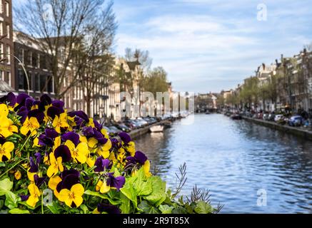 Gelbe und violette Schwanzblumen auf einer Brücke mit Blick auf einen Kanal in Amsterdam Stockfoto