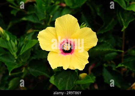 Leuchtend gelber Hibiskus, Sommer im Stadtgarten, Blume in der Mitte. Stockfoto