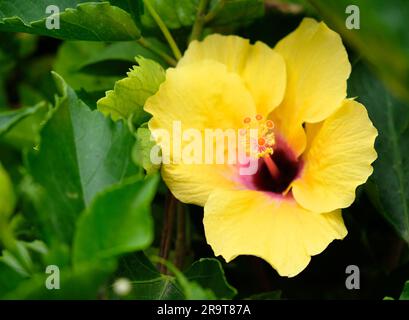 Kräftiger gelber Hibiskus, große tropische Blume, Natur der Pazifikinseln. Stockfoto