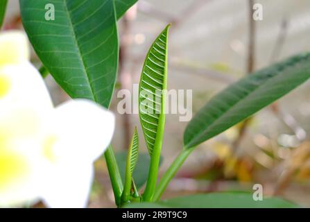 Frangipani Baum kleine Blattdetails, Blumen und Blätter von Plumeria in verschwommenem Vorder- und Hintergrund. Stockfoto