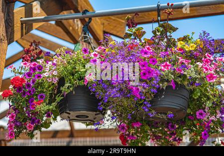 Körbe mit hängenden Petunienblumen auf dem Balkon. Petunienblüten-Zierpflanze. Lila und pinke Petunien in einem Hängekorb. Töpfe aus hellem Kalibrach Stockfoto