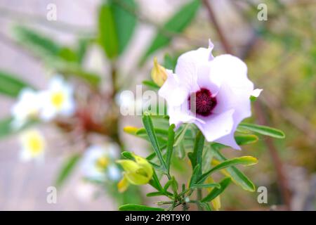 Zarte blassblütige Blume (Alyogyne huegelii) aus Westaustralien, versetzt mit Textbereich. Stockfoto