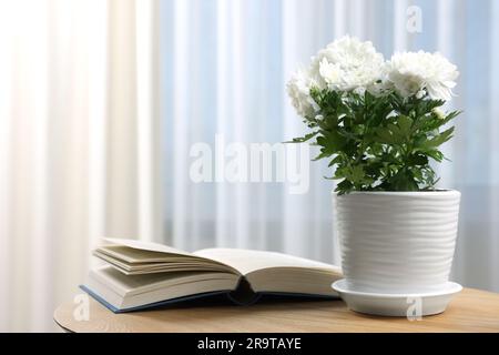 Wunderschöne Chrysanthemen im Topf und buchen Sie drinnen auf einem Holztisch Stockfoto