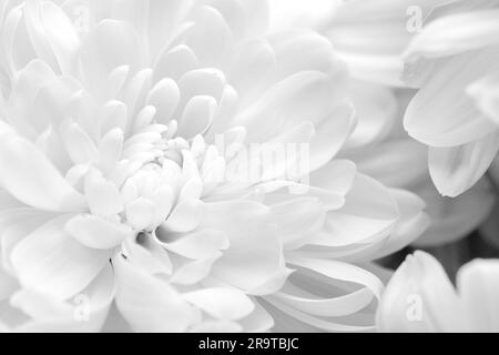 Wunderschöne weiße Chrysanthemen als Hintergrund, Nahaufnahme Stockfoto