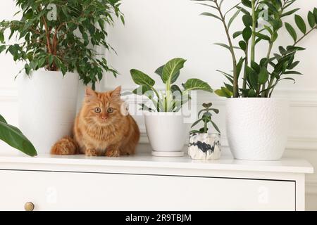 Niedliche Katze in der Nähe grüner Zimmerpflanzen auf der Kommode zu Hause Stockfoto