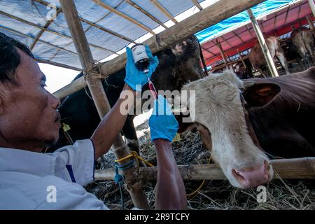 Ein Tierarzt injiziert Impfstoff an Kühe zur Vorbeugung von Hautklumpen Krankheit auf einem Viehmarkt in Bogor, West Java, Indonesien, am 26. Juni 2023 Stockfoto