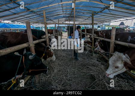 Ein Tierarzt Check Gesundheit eine Kuh um Lumpy-skin-Krankheit auf einem Viehmarkt in Bogor, West Java, Indonesien, zu verhindern, am 26. Juni 2023 Stockfoto