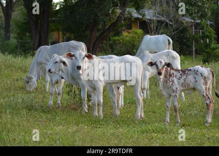 Aus nächster Nähe sehen Sie wunderschöne und gesunde Nellore Kälber, die bei Sonnenuntergang auf einer grünen Weide im brasilianischen Frühling grasen. Rinderrinder bei Sonnenuntergang. Stockfoto