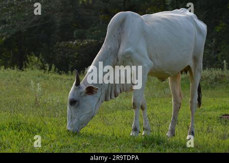 Aus nächster Nähe sehen Sie eine Nellore-Kuh mit dem Kopf nach unten, die während des Sonnenuntergangs grünes Gras in der Landschaft Brasiliens isst. Die Rinderzucht ist ein Sektor von großem Ökono Stockfoto