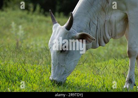 Aus nächster Nähe sehen Sie eine Nellore-Kuh mit dem Kopf nach unten, die während des Sonnenuntergangs grünes Gras in der Landschaft Brasiliens isst. Die Rinderzucht ist ein Sektor von großem Ökono Stockfoto