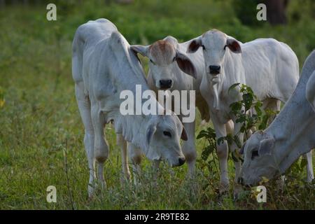 Aus nächster Nähe sehen Sie wunderschöne und gesunde Nellore Kälber, die bei Sonnenuntergang auf einer grünen Weide im brasilianischen Frühling grasen. Rinderrinder bei Sonnenuntergang. Stockfoto