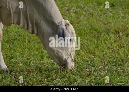 Aus nächster Nähe sehen Sie eine Nellore-Kuh mit dem Kopf nach unten, die während des Sonnenuntergangs grünes Gras in der Landschaft Brasiliens isst. Die Rinderzucht ist ein Sektor von großem Ökono Stockfoto