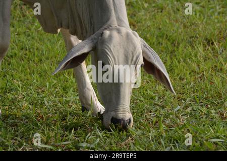 Aus nächster Nähe sehen Sie eine Nellore-Kuh mit dem Kopf nach unten, die während des Sonnenuntergangs grünes Gras in der Landschaft Brasiliens isst. Die Rinderzucht ist ein Sektor von großem Ökono Stockfoto