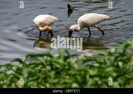 Royal Spoonbill, Platalea regia, Fütterung im Hasties Swamp. Stockfoto