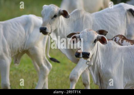 Aus nächster Nähe sehen Sie wunderschöne und gesunde Nellore Kälber, die bei Sonnenuntergang auf einer grünen Weide im brasilianischen Frühling grasen. Rinderrinder bei Sonnenuntergang. Stockfoto