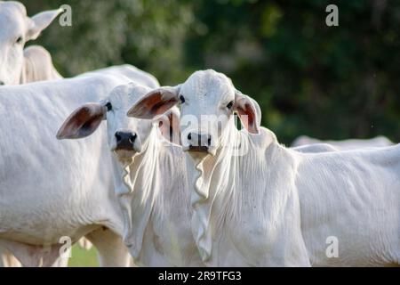 Aus nächster Nähe sehen Sie wunderschöne und gesunde Nellore Kälber, die bei Sonnenuntergang auf einer grünen Weide im brasilianischen Frühling weiden. Rinderrinder bei Sonnenuntergang Stockfoto