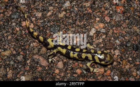 Männlicher Erwachsener zwischen dem ausgeschlossenen Tiger Salamander (Ambystoma mavortium mavortium) und dem Arizona Tiger Salamander (Ambystoma mavortium nebulosum). Stockfoto