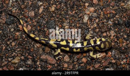 Männlicher Erwachsener zwischen dem ausgeschlossenen Tiger Salamander (Ambystoma mavortium mavortium) und dem Arizona Tiger Salamander (Ambystoma mavortium nebulosum). Stockfoto