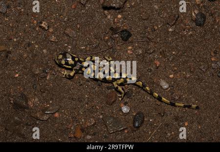 Männlicher Erwachsener zwischen dem ausgeschlossenen Tiger Salamander (Ambystoma mavortium mavortium) und dem Arizona Tiger Salamander (Ambystoma mavortium nebulosum). Stockfoto