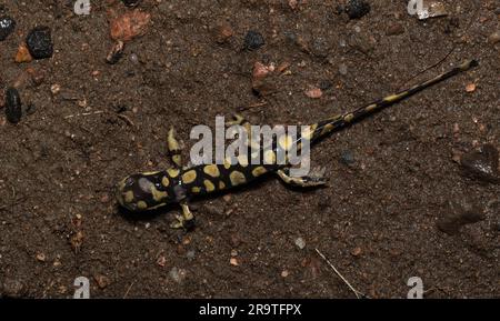 Männlicher Erwachsener zwischen dem ausgeschlossenen Tiger Salamander (Ambystoma mavortium mavortium) und dem Arizona Tiger Salamander (Ambystoma mavortium nebulosum). Stockfoto