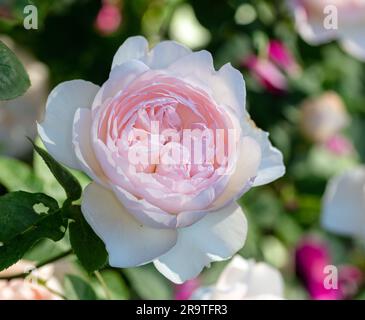 'Gentle Hermione, Ausrumba' Englische Rose, Engelsk ros (Rosa) Stockfoto