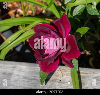 'Burgundy Ice, Burgundy Iceberg' Beetrose, Beetbaros (Rosa) Stockfoto