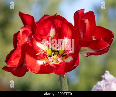 „Design“ Hippeastrum, Amaryllis (Hippeastrum x Hortorum) Stockfoto