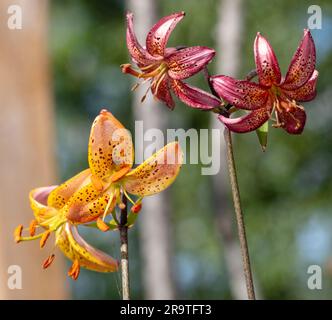 „Manitoba Morning“ Martagonlilie, Krollilja (Lilium martagon) Stockfoto