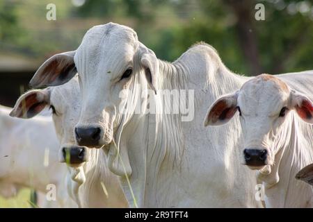 Aus nächster Nähe sehen Sie wunderschöne und gesunde Nellore Kälber, die bei Sonnenuntergang auf einer grünen Weide im brasilianischen Frühling grasen. Rinderrinder bei Sonnenuntergang. Stockfoto