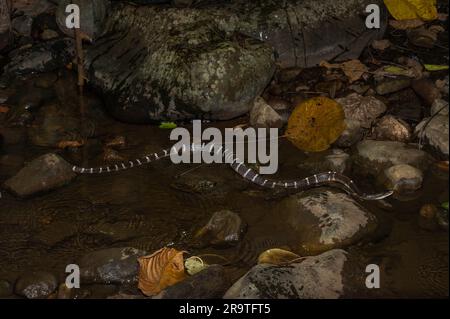 Gemeiner Krait (Bungarus caeruleus) aus den westlichen Ghats in Karnataka, Indien. Stockfoto