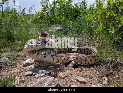 Eine defensive Bullsnake (Pituophis catenifer sayi) aus Jefferson County, Colorado, USA. Stockfoto